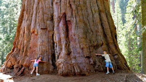 redwood kaliforniya çamı özellikleri